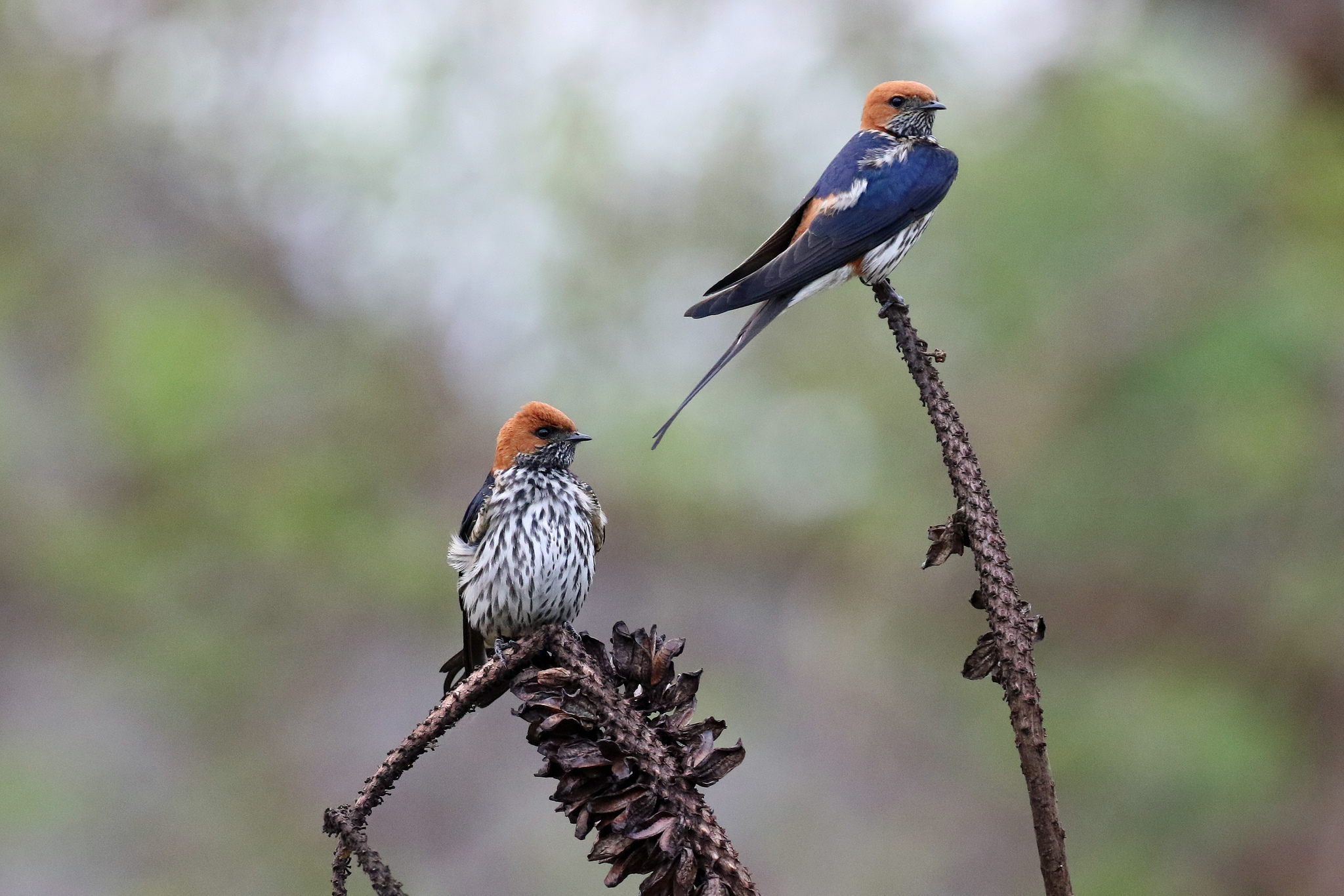 Lesser Striped Swallow illustration