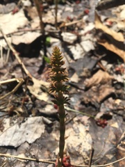 Equisetum sylvaticum