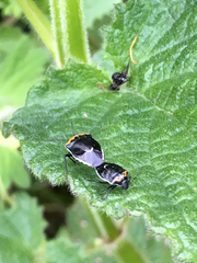 Cosmopepla conspicillaris