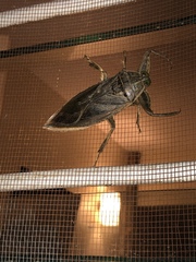 Lethocerus cordofanus