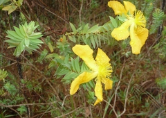 Hypericum terrae-firmae