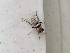 Anthomyia pluvialis