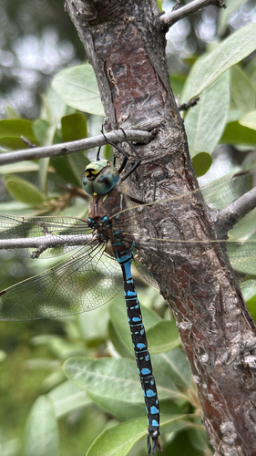 Variable Darner