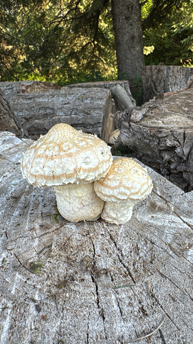 Destructive Pholiota