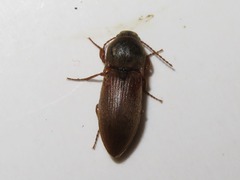 Agriotes obscurus