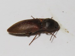 Agriotes obscurus