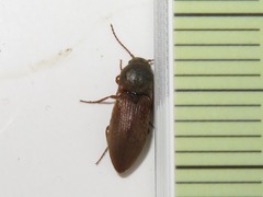 Agriotes obscurus
