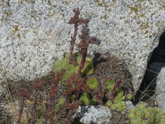 Sempervivum × barbulatum, photograph DDutrey, CC BY, iNaturalist via GBIF