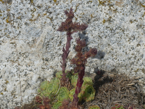 Sempervivum × barbulatum, photograph 5