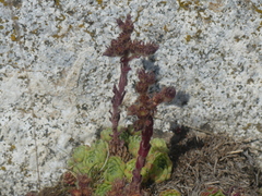 Sempervivum × barbulatum, photograph DDutrey, CC BY, iNaturalist via GBIF