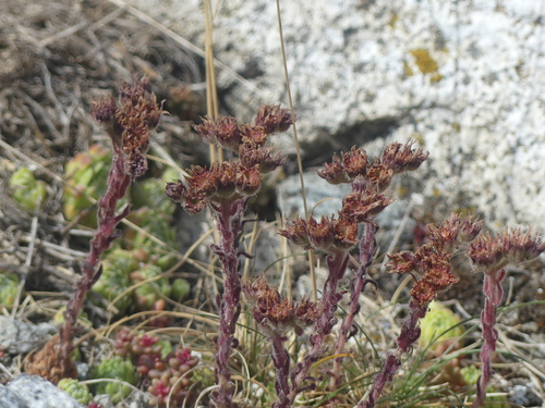Sempervivum × barbulatum, photograph 4