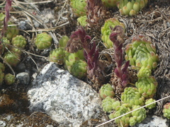 Sempervivum × barbulatum, photograph DDutrey, CC BY, iNaturalist via GBIF