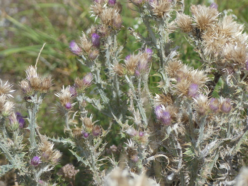Carduus carlinoides, photograph 6