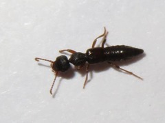 Rugilus rufipes