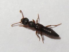 Rugilus rufipes
