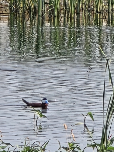 Ruddy Duck