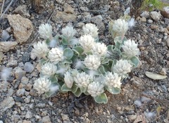 Gomphrena caespitosa