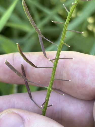 Iodanthus pinnatifidus, 2026-07-29