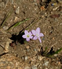 Leptosiphon breviculus