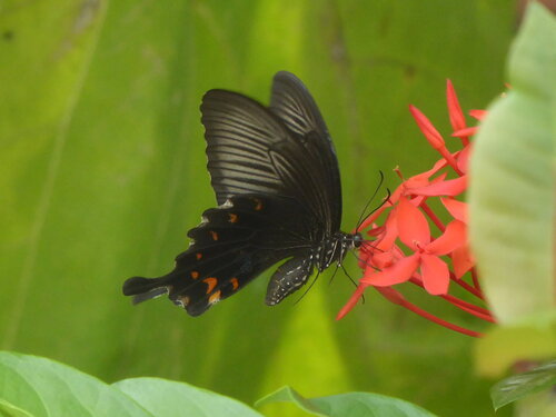 Papilio theseus