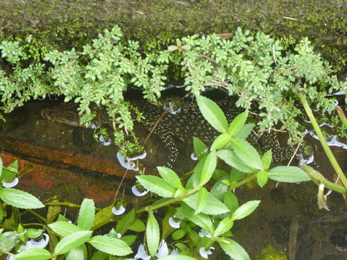 Common Water Monitor