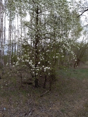 Pyrus communis pyraster