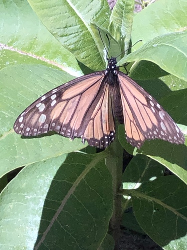 Monarch photographed in Maryland