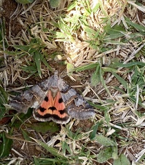 Drasteria ingeniculata