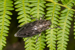 Chalcophora mariana massiliensis