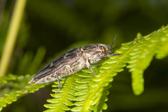 Chalcophora mariana massiliensis