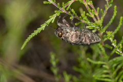 Chalcophora mariana massiliensis