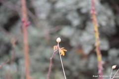 Mantisalca salmantica