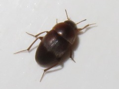 Sciodrepoides