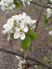 Pyrus communis pyraster