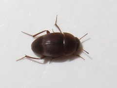Sciodrepoides