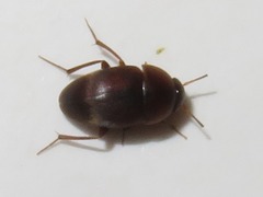 Sciodrepoides