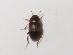 Sciodrepoides