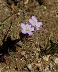 Leptosiphon breviculus