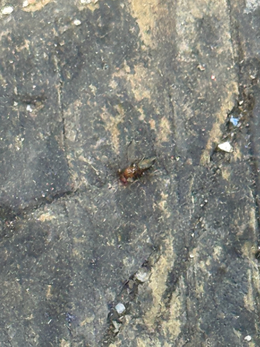 iNaturalist observation photo of Cyclorrhaphan Flies