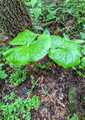 Trillium tschonoskii