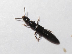Xantholinus longiventris