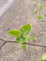 Pyrus communis pyraster