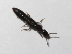 Xantholinus longiventris