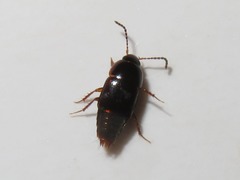 Tachinus corticinus