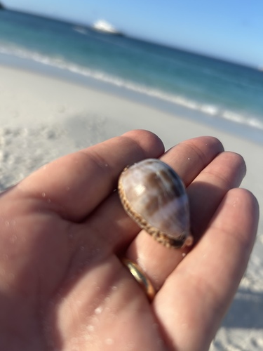 Cypraea nigropunctata, 2026-07-29