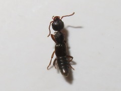 Rugilus rufipes