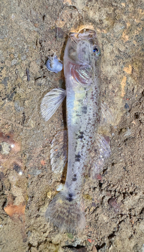 Mangrove Flathead Goby