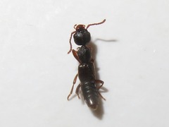 Rugilus rufipes