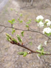 Pyrus communis pyraster