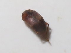 Sciodrepoides
